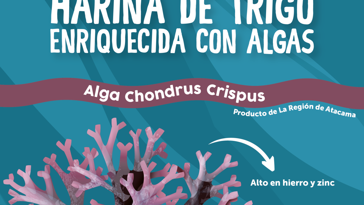 Innovación desde la costa de Atacama: “Alga y Vida” lanza harina funcional con algas marinas
