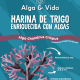 Innovación desde la costa de Atacama: “Alga y Vida” lanza harina funcional con algas marinas
