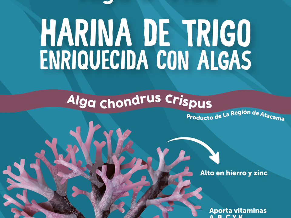 Innovación desde la costa de Atacama: “Alga y Vida” lanza harina funcional con algas marinas