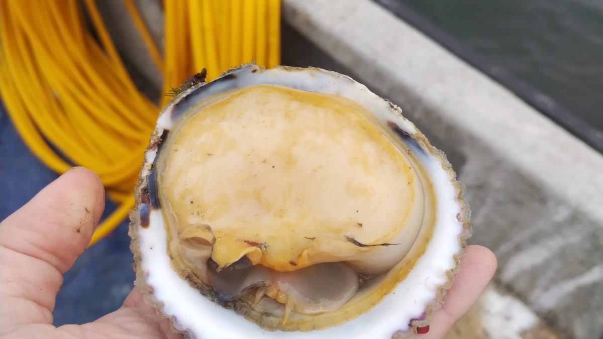 Desde la biodiversidad al plato: CeTA Zona Norte desarrolla innovadora pasta de chocha junto a comunidades de Puerto Aldea