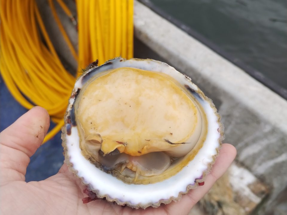 Desde la biodiversidad al plato: CeTA Zona Norte desarrolla innovadora pasta de chocha junto a comunidades de Puerto Aldea